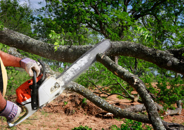 Why Choose Our Tree Removal Services in Waggaman, LA?